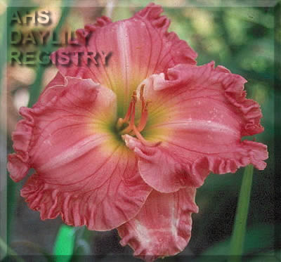 Ruffled Rose Delight AHS image