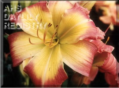 Forsyth Pink Flying Dragon AHS image