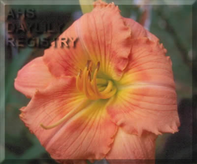 Forsyth Ozark AHS image