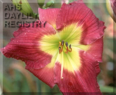 Forsyth Purple Wave AHS image