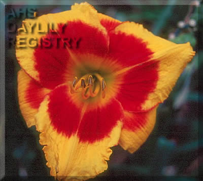 Forsyth Flamboyant AHS image