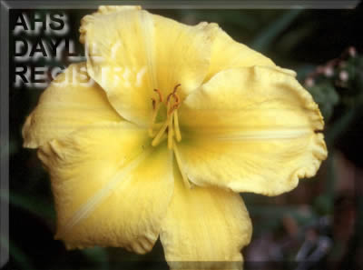 Forsyth Cheerful Giant AHS image