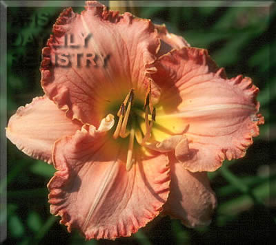 Sagamore Patricia Cunningham AHS image