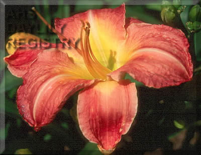 Sagamore Tippy AHS image