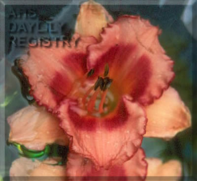 Sagamore Sweet William AHS image