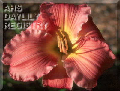Sagamore Little Star AHS image