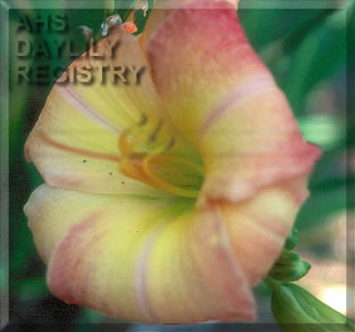Sagamore Hilde Krueger AHS image