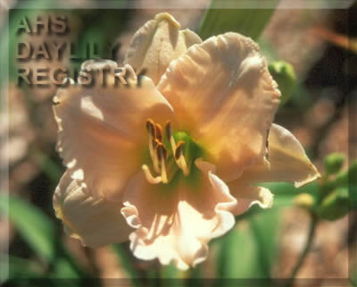 Sagamore Jacqueline Irene AHS image