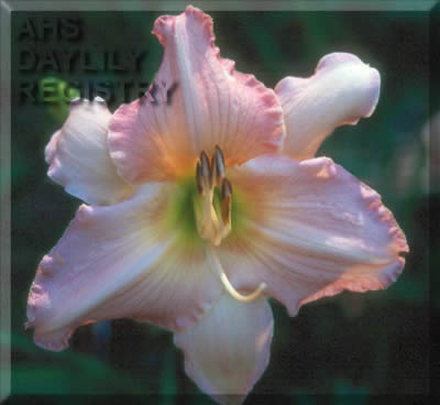 Sagamore Shelby Grace AHS image