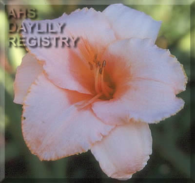 Sagamore Megan's Fancy AHS image