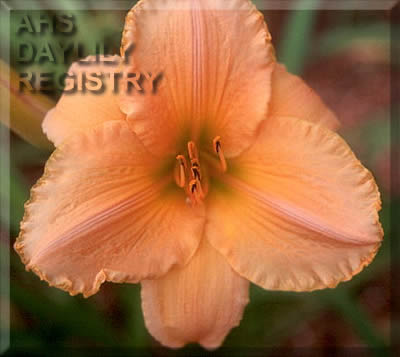 Sagamore Corliss Gold AHS image