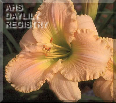 Sagamore Button AHS image
