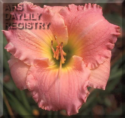 Sagamore Mamie AHS image