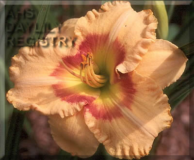 Sagamore Steven Calef AHS image