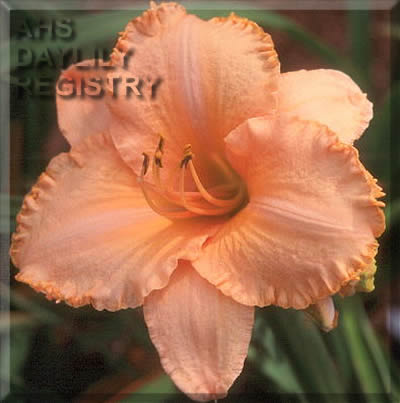 Sagamore Louise Lebrun AHS image