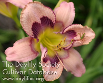 Winyah Butterfly AHS image