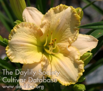 Winyah Serenity AHS image