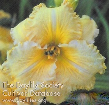 Lady Honeyruffles AHS image