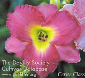 Cerise Classic AHS image