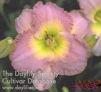 Lavender Jade AHS image