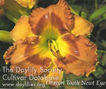 Dragon Tooth Newt Eye AHS image