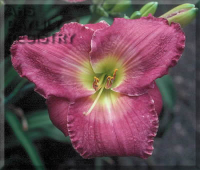 Royal Amethyst AHS image