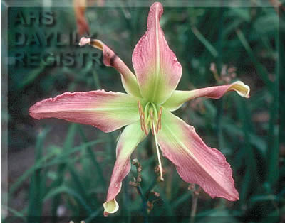 Web Dancer AHS image
