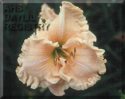 Pass the Cream AHS image