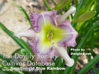 Small World Blue Rainbow AHS image