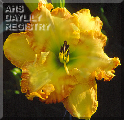 Jade Phoenix AHS image