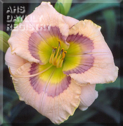 Royal Art AHS image