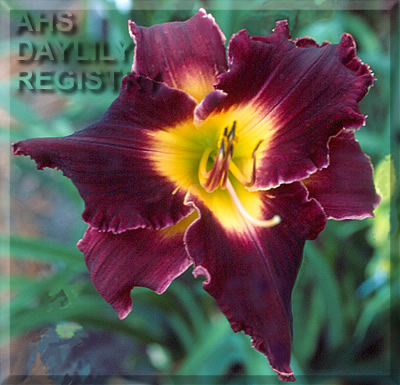 Wine Star AHS image