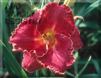 Jungle Fire AHS image