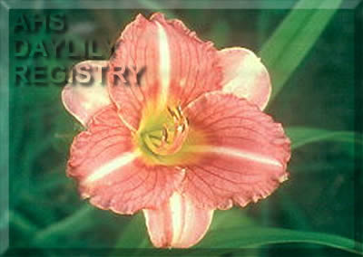 Stonyhill Chantel