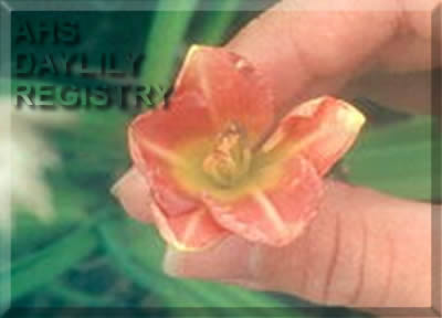 Stonyhill Richmond AHS image