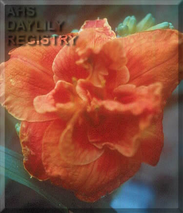 Orange Puff AHS image