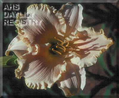 Salmon Ruffles AHS image