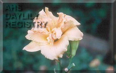 Rebecca Ann Dean AHS image