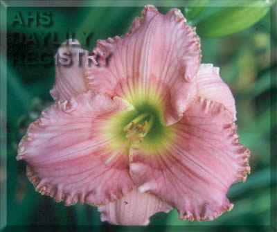 Richfield Rose Elegance AHS image