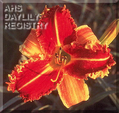 Topguns Widow Maker AHS image