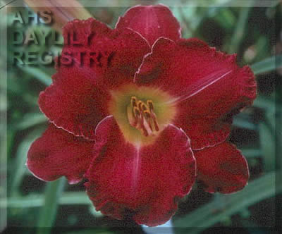 Purple Rabbits AHS image