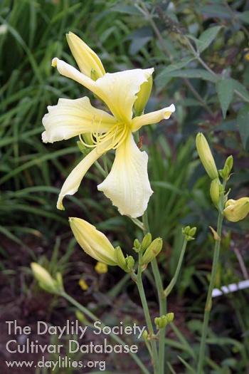 Yellow Spoonbill AHS image