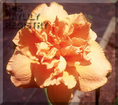 Isabel Maraffi AHS image