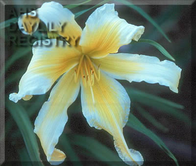 Greywoods Great Dana AHS image