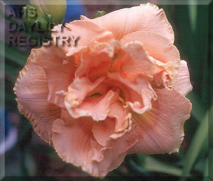 Pink Duality AHS image