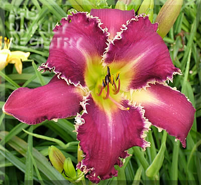 Snaggle Tooth AHS image