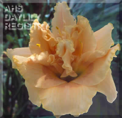 Apricot Pizzaz AHS image