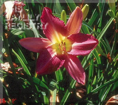 Michianna Sky AHS image
