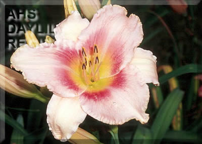 Michianna Winter AHS image