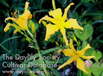 Nature's Little Quirk AHS image